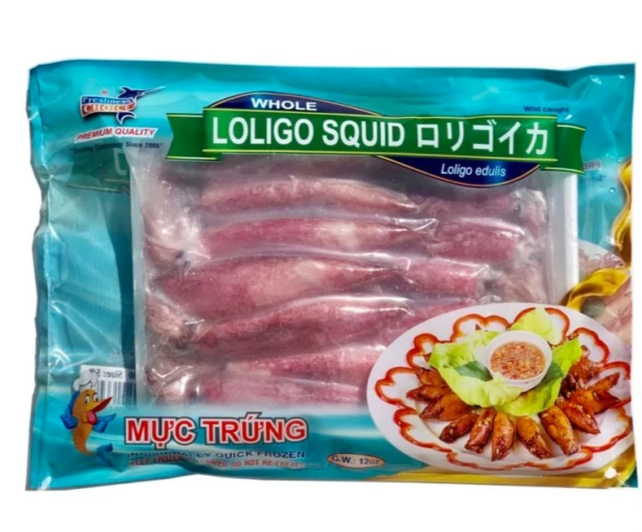 SQUID LOLIGO